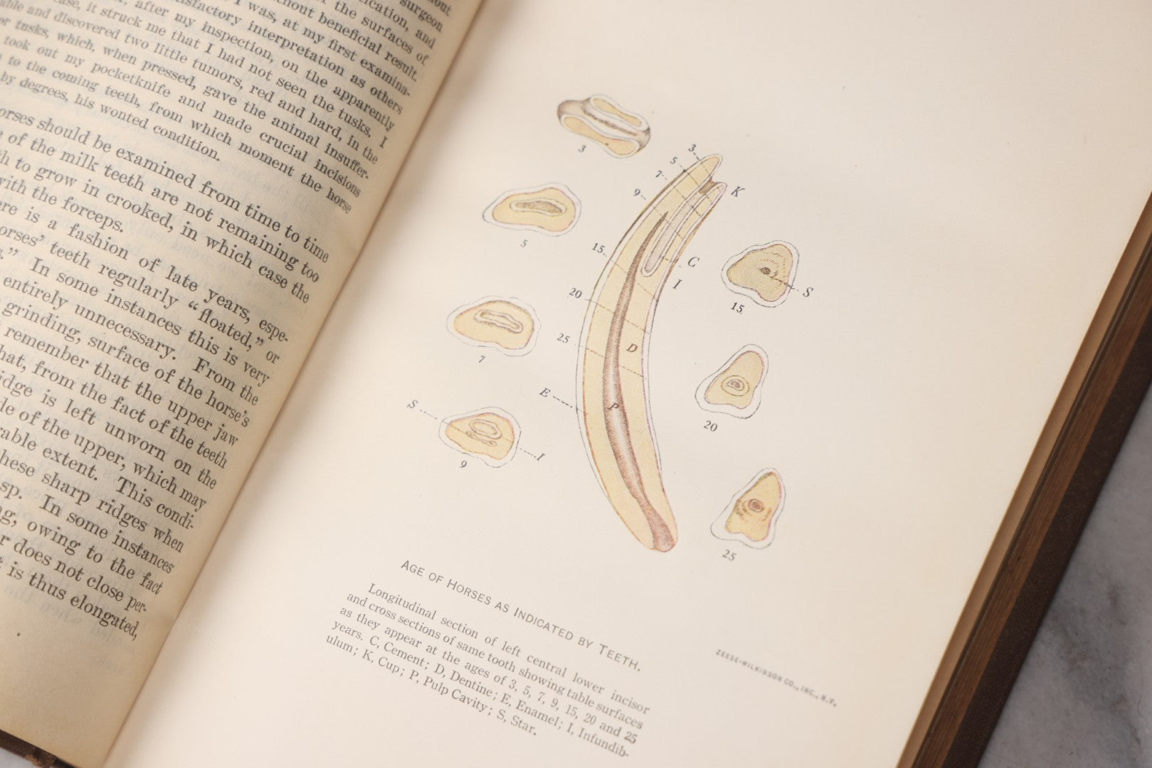 Lot 072 - "Diseases Of The Horse" Antique Veterinary Reference Book, U.S. Department Of Agriculture, Bureau Of Animal Industry, Government Printing Office, Washington, 1923