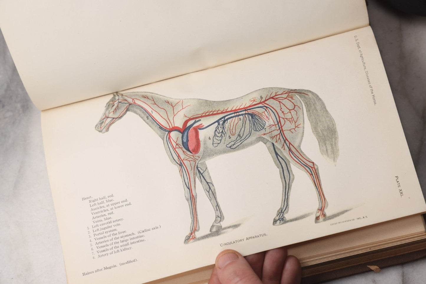 Lot 072 - "Diseases Of The Horse" Antique Veterinary Reference Book, U.S. Department Of Agriculture, Bureau Of Animal Industry, Government Printing Office, Washington, 1923