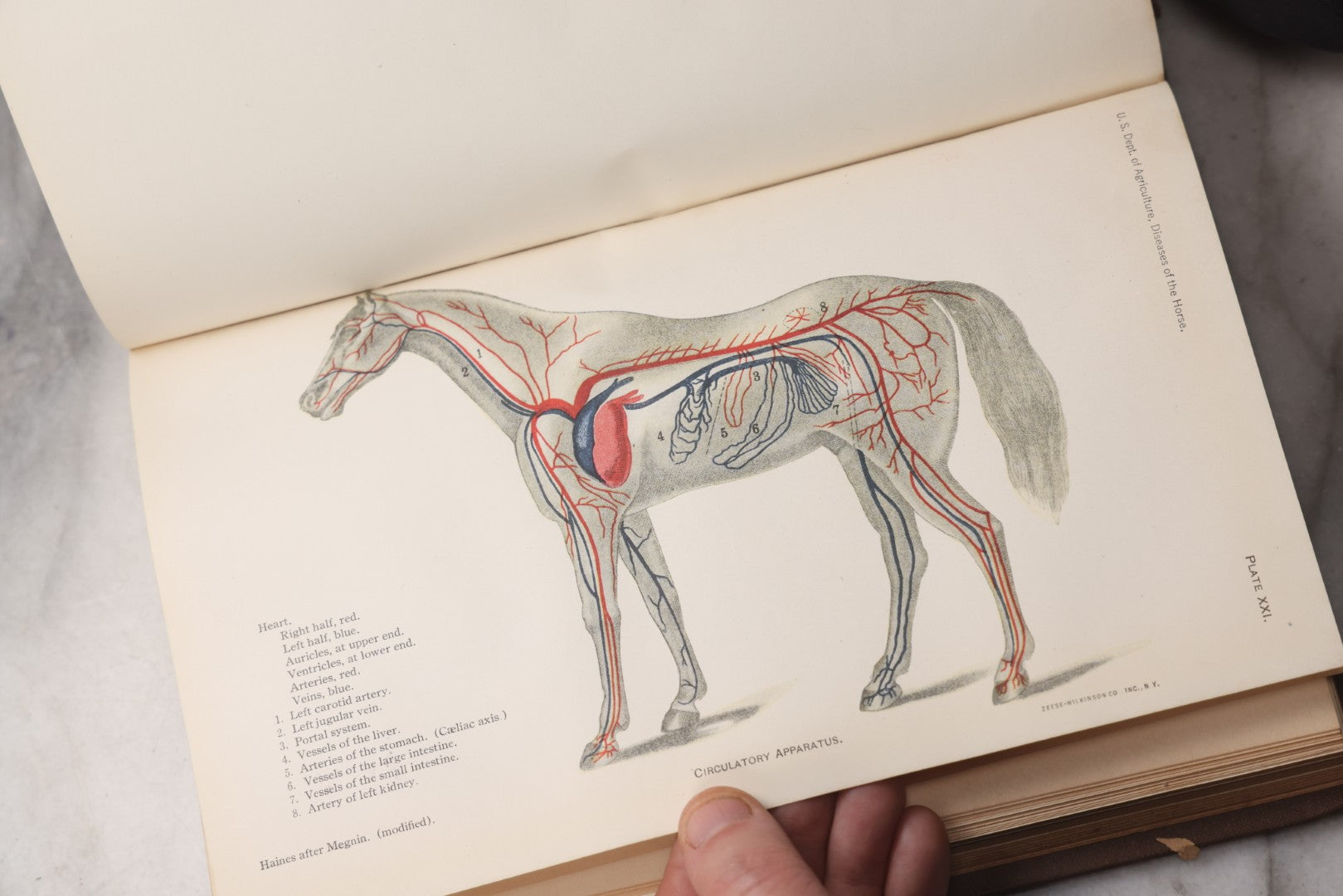 Lot 072 - "Diseases Of The Horse" Antique Veterinary Reference Book, U.S. Department Of Agriculture, Bureau Of Animal Industry, Government Printing Office, Washington, 1923