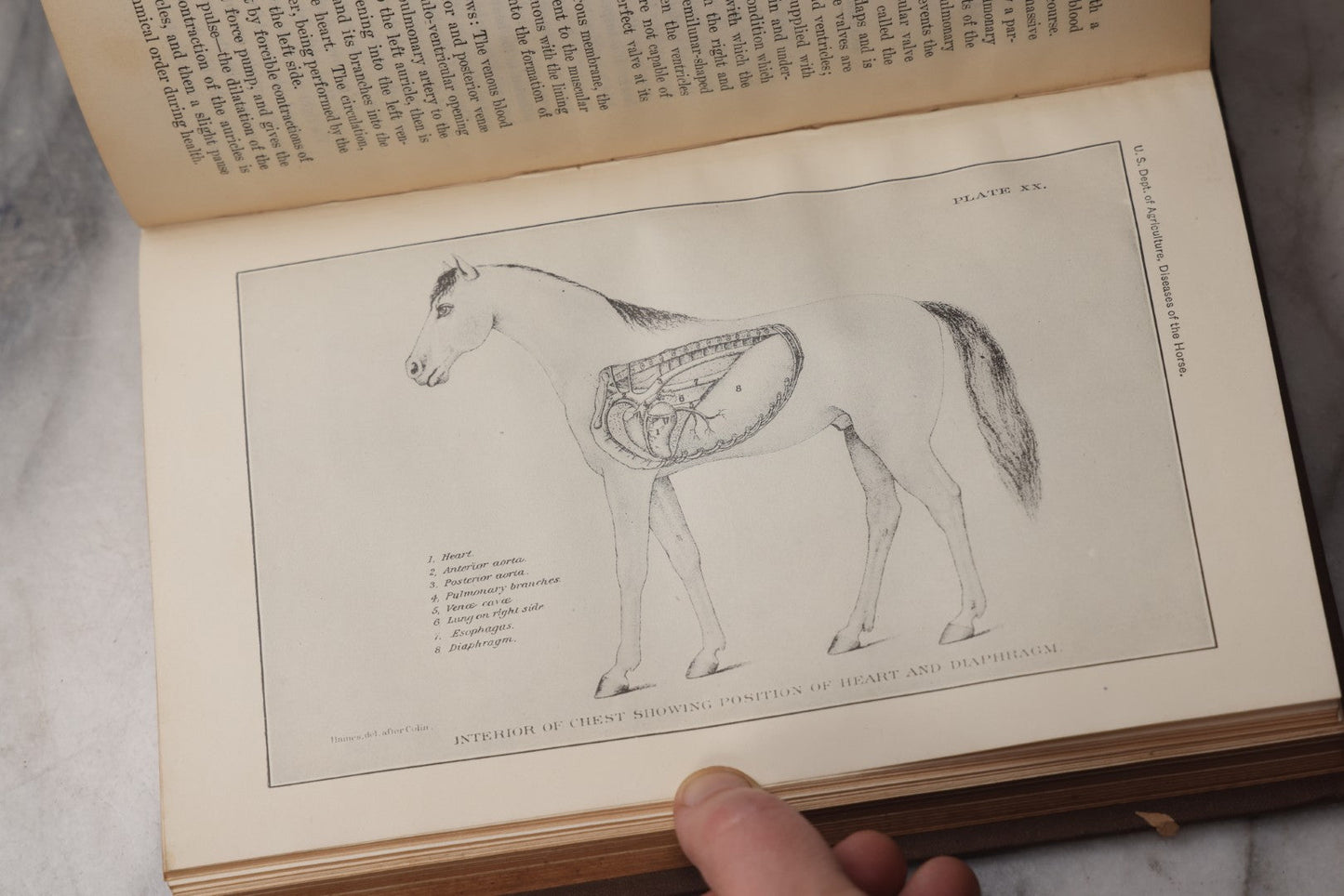 Lot 072 - "Diseases Of The Horse" Antique Veterinary Reference Book, U.S. Department Of Agriculture, Bureau Of Animal Industry, Government Printing Office, Washington, 1923