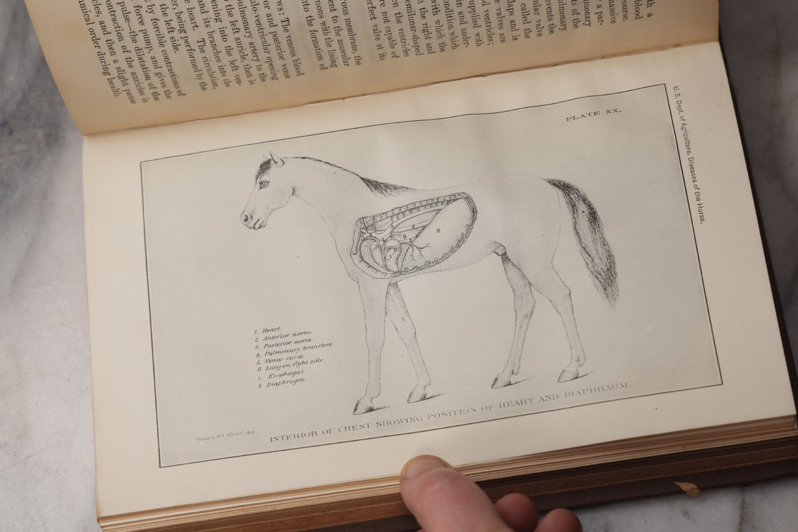 Lot 072 - "Diseases Of The Horse" Antique Veterinary Reference Book, U.S. Department Of Agriculture, Bureau Of Animal Industry, Government Printing Office, Washington, 1923