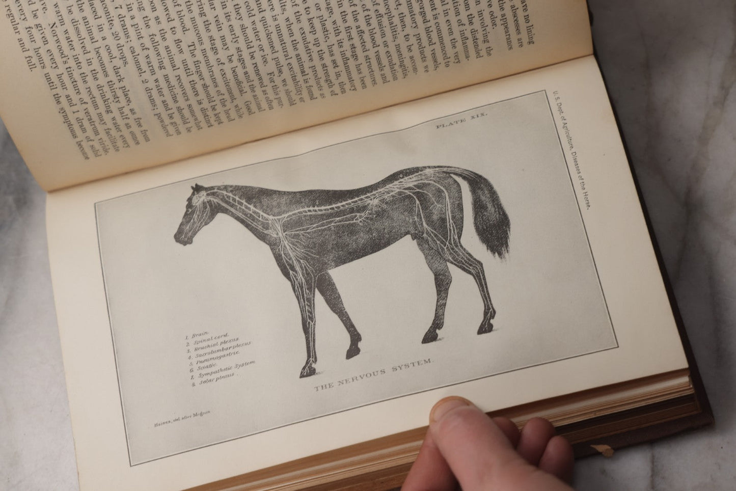 Lot 072 - "Diseases Of The Horse" Antique Veterinary Reference Book, U.S. Department Of Agriculture, Bureau Of Animal Industry, Government Printing Office, Washington, 1923
