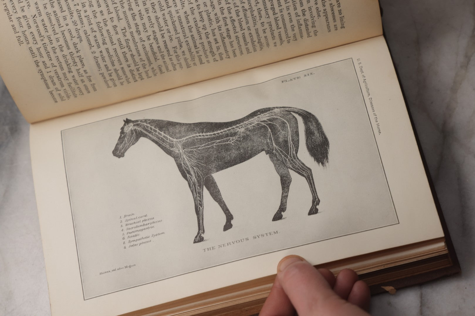 Lot 072 - "Diseases Of The Horse" Antique Veterinary Reference Book, U.S. Department Of Agriculture, Bureau Of Animal Industry, Government Printing Office, Washington, 1923