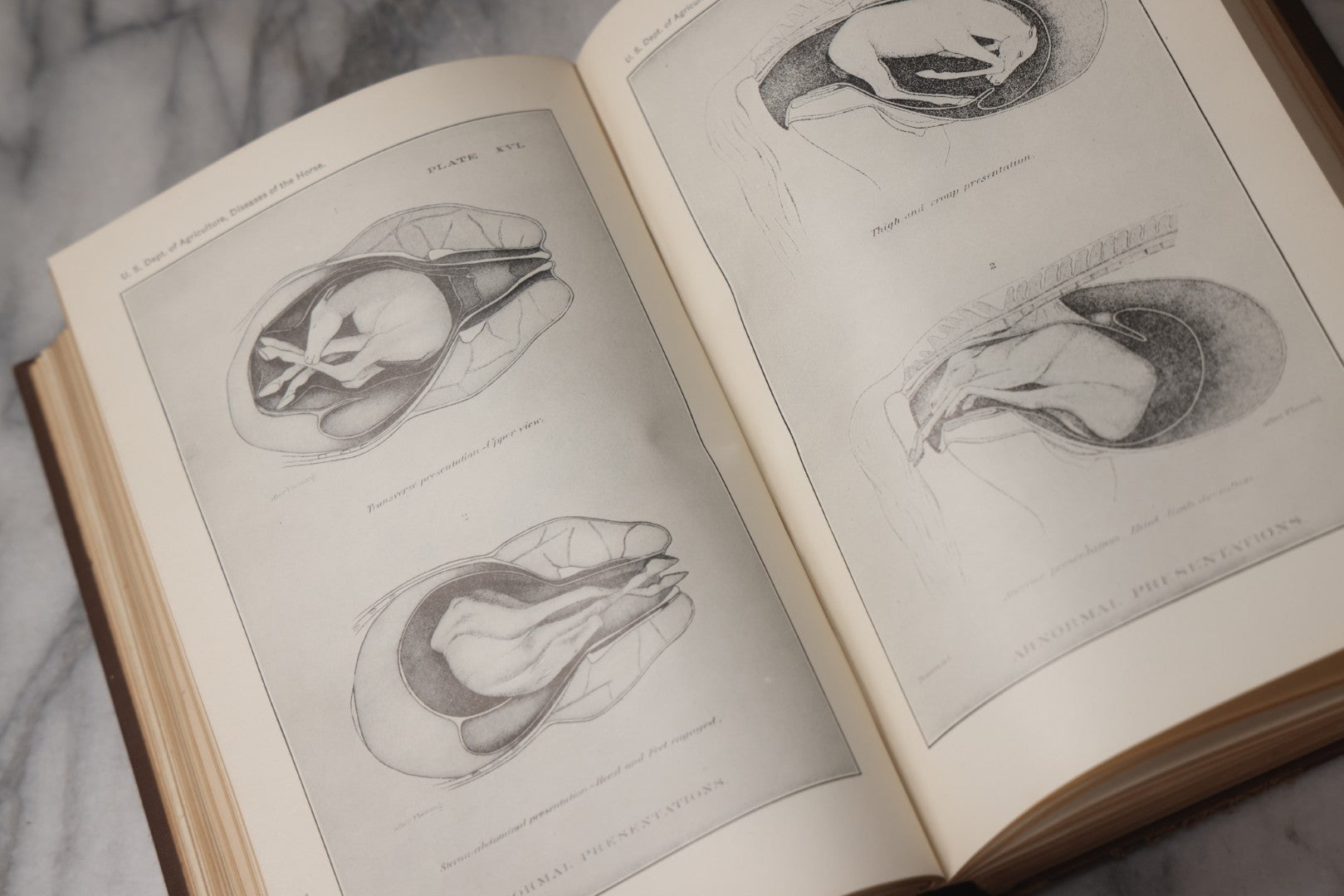 Lot 072 - "Diseases Of The Horse" Antique Veterinary Reference Book, U.S. Department Of Agriculture, Bureau Of Animal Industry, Government Printing Office, Washington, 1923