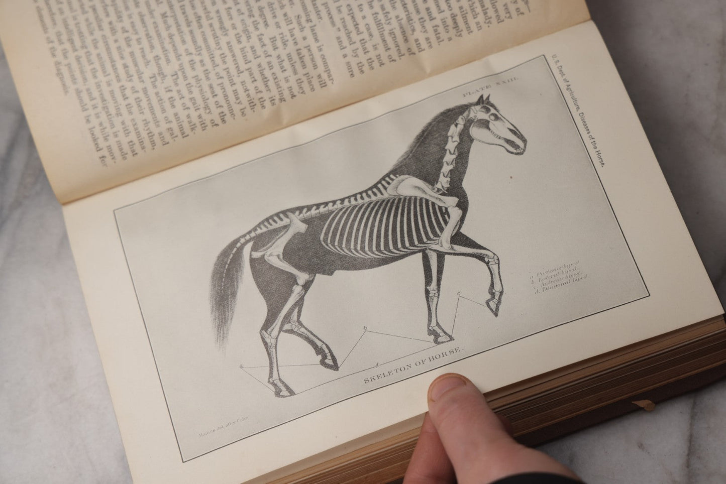 Lot 072 - "Diseases Of The Horse" Antique Veterinary Reference Book, U.S. Department Of Agriculture, Bureau Of Animal Industry, Government Printing Office, Washington, 1923