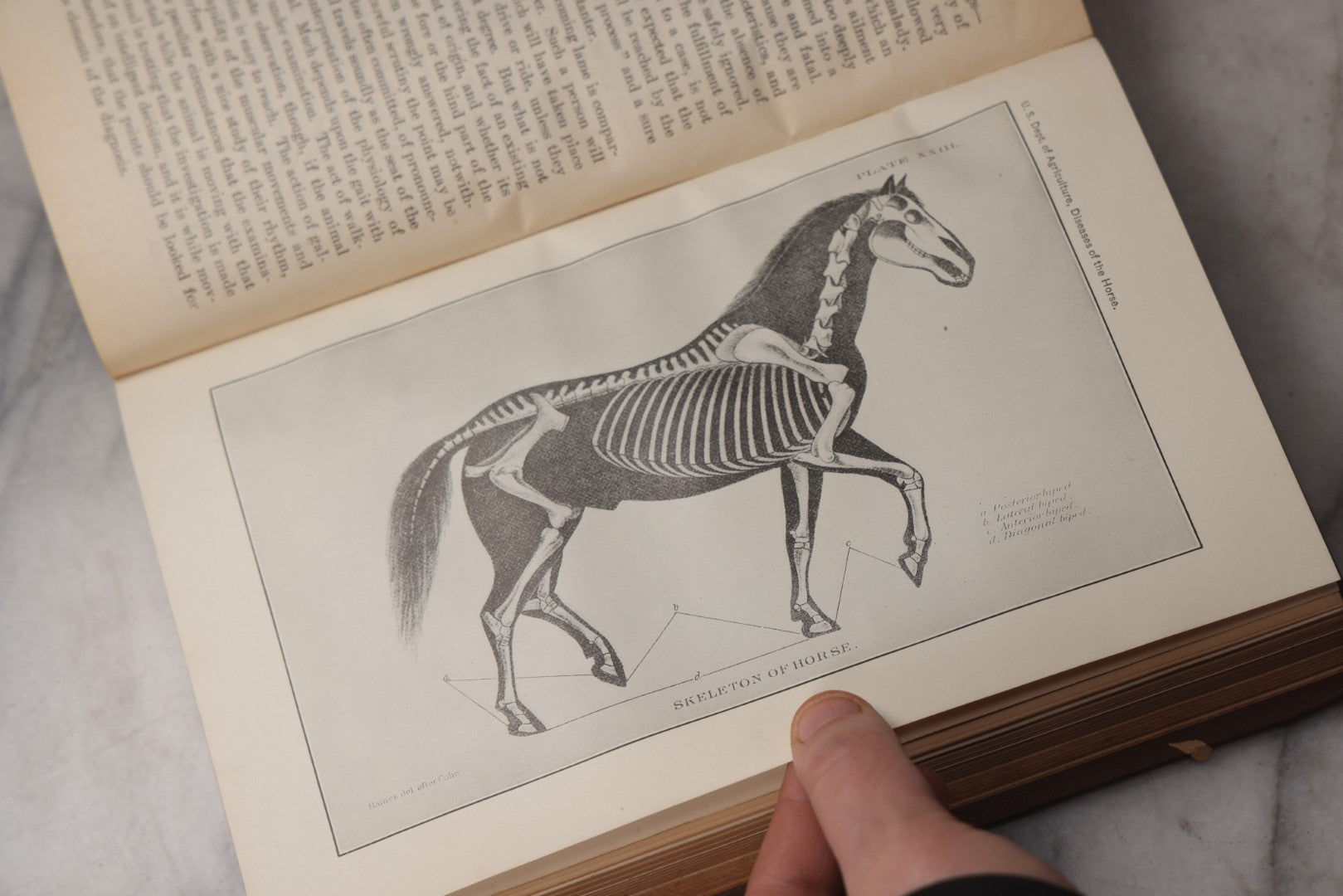 Lot 072 - "Diseases Of The Horse" Antique Veterinary Reference Book, U.S. Department Of Agriculture, Bureau Of Animal Industry, Government Printing Office, Washington, 1923