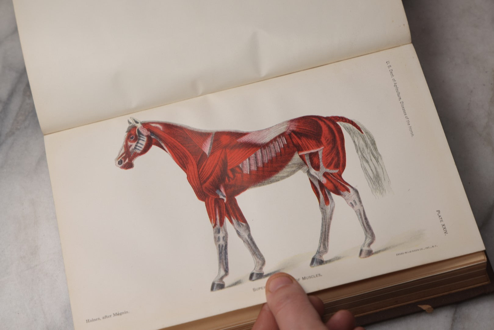 Lot 072 - "Diseases Of The Horse" Antique Veterinary Reference Book, U.S. Department Of Agriculture, Bureau Of Animal Industry, Government Printing Office, Washington, 1923