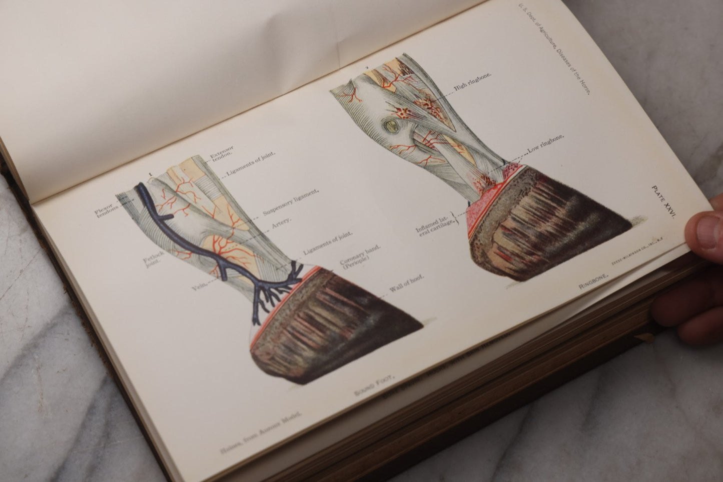 Lot 072 - "Diseases Of The Horse" Antique Veterinary Reference Book, U.S. Department Of Agriculture, Bureau Of Animal Industry, Government Printing Office, Washington, 1923