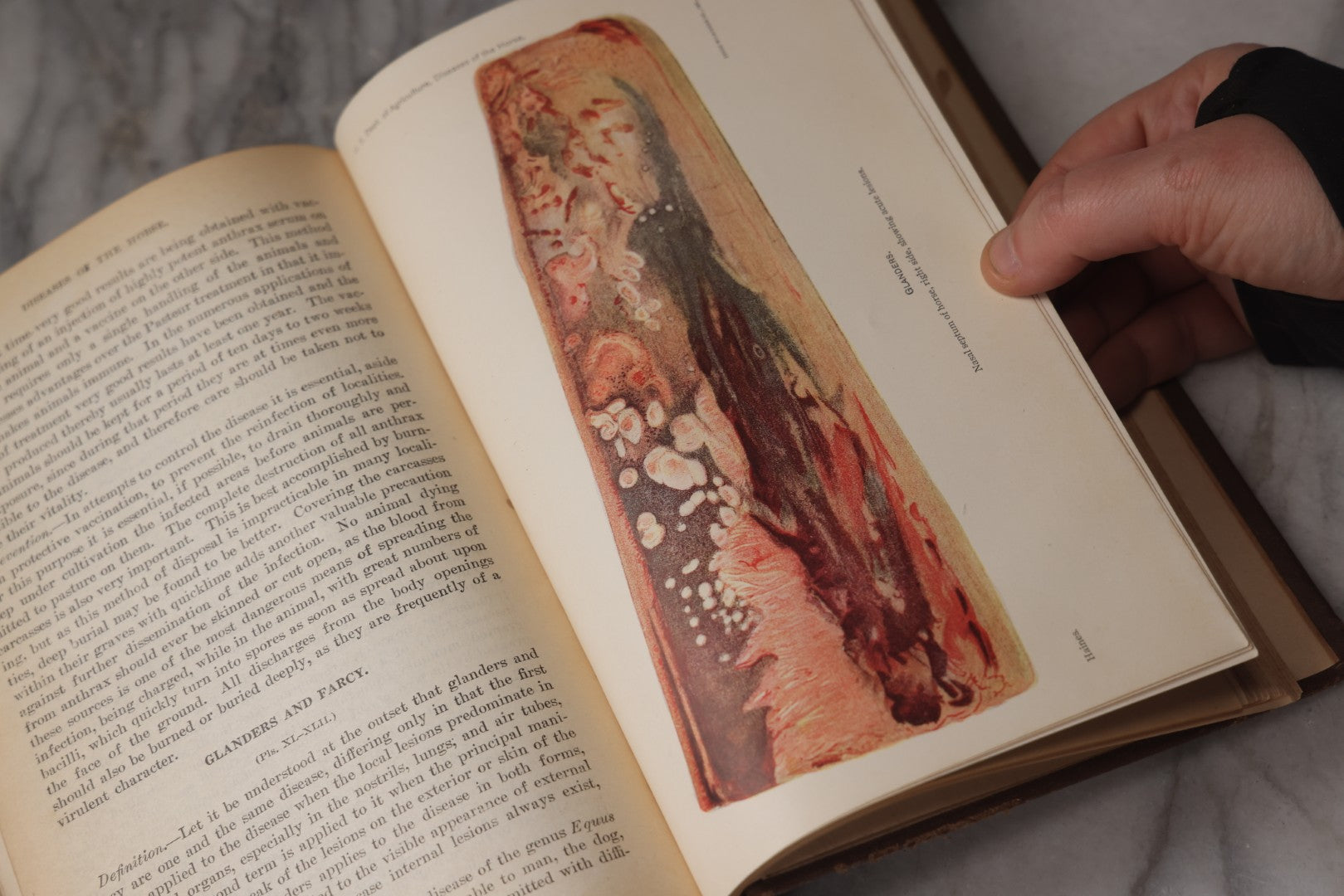 Lot 072 - "Diseases Of The Horse" Antique Veterinary Reference Book, U.S. Department Of Agriculture, Bureau Of Animal Industry, Government Printing Office, Washington, 1923