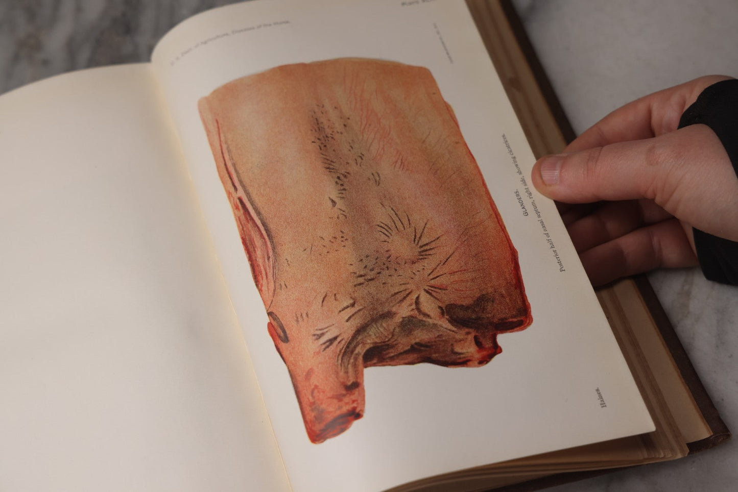 Lot 072 - "Diseases Of The Horse" Antique Veterinary Reference Book, U.S. Department Of Agriculture, Bureau Of Animal Industry, Government Printing Office, Washington, 1923