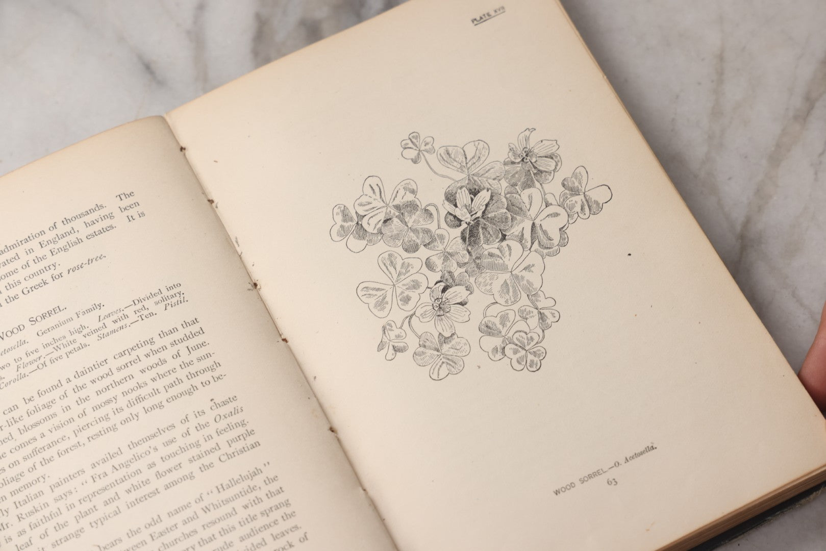 Lot 073 - "How To Know The Wild Flowers" Antique Botanical Field Guide By Mrs. William Starr Dana, Illustrated By Marion Satterlee, Published By Charles Scribner's Sons, New York, 1894