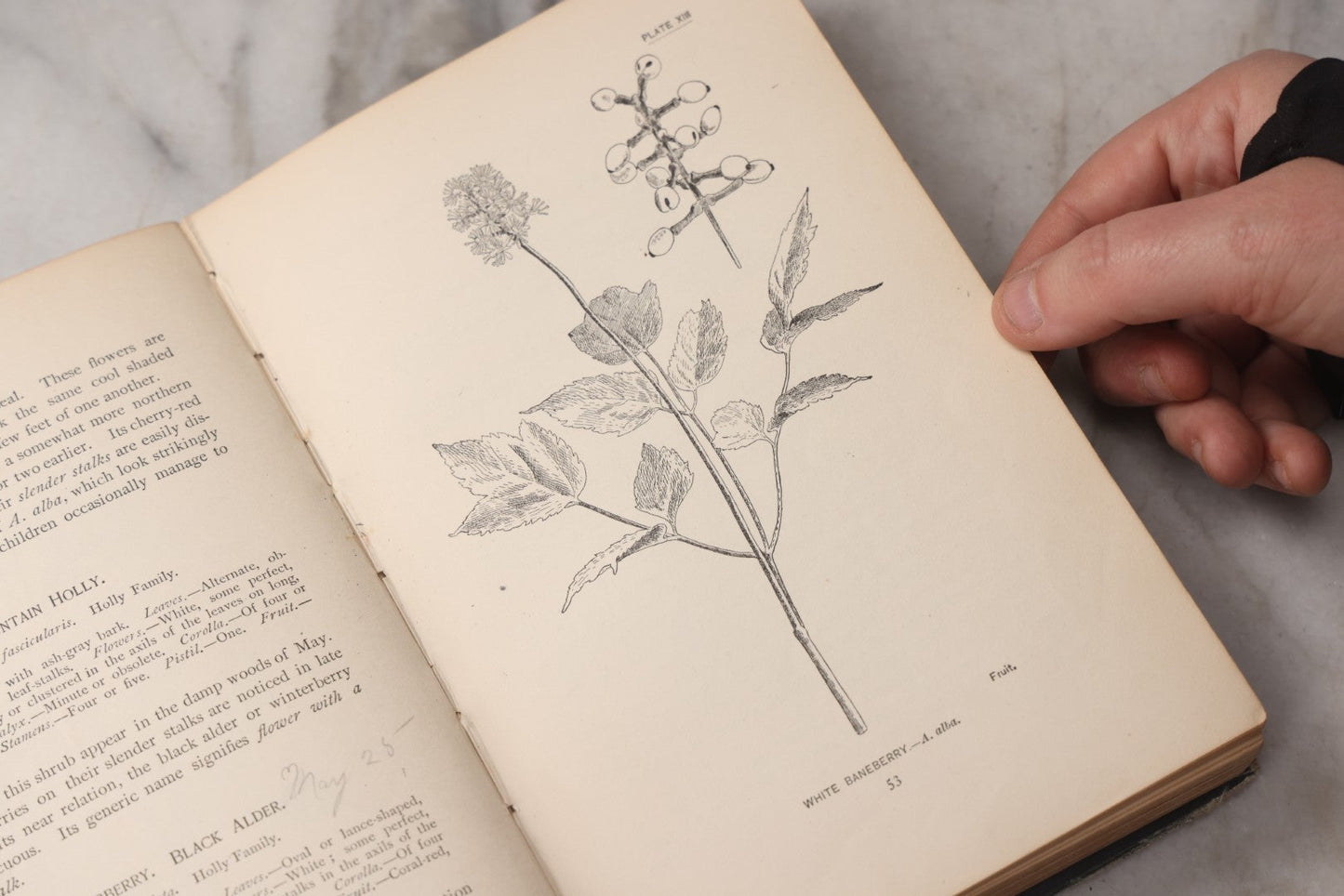 Lot 073 - "How To Know The Wild Flowers" Antique Botanical Field Guide By Mrs. William Starr Dana, Illustrated By Marion Satterlee, Published By Charles Scribner's Sons, New York, 1894