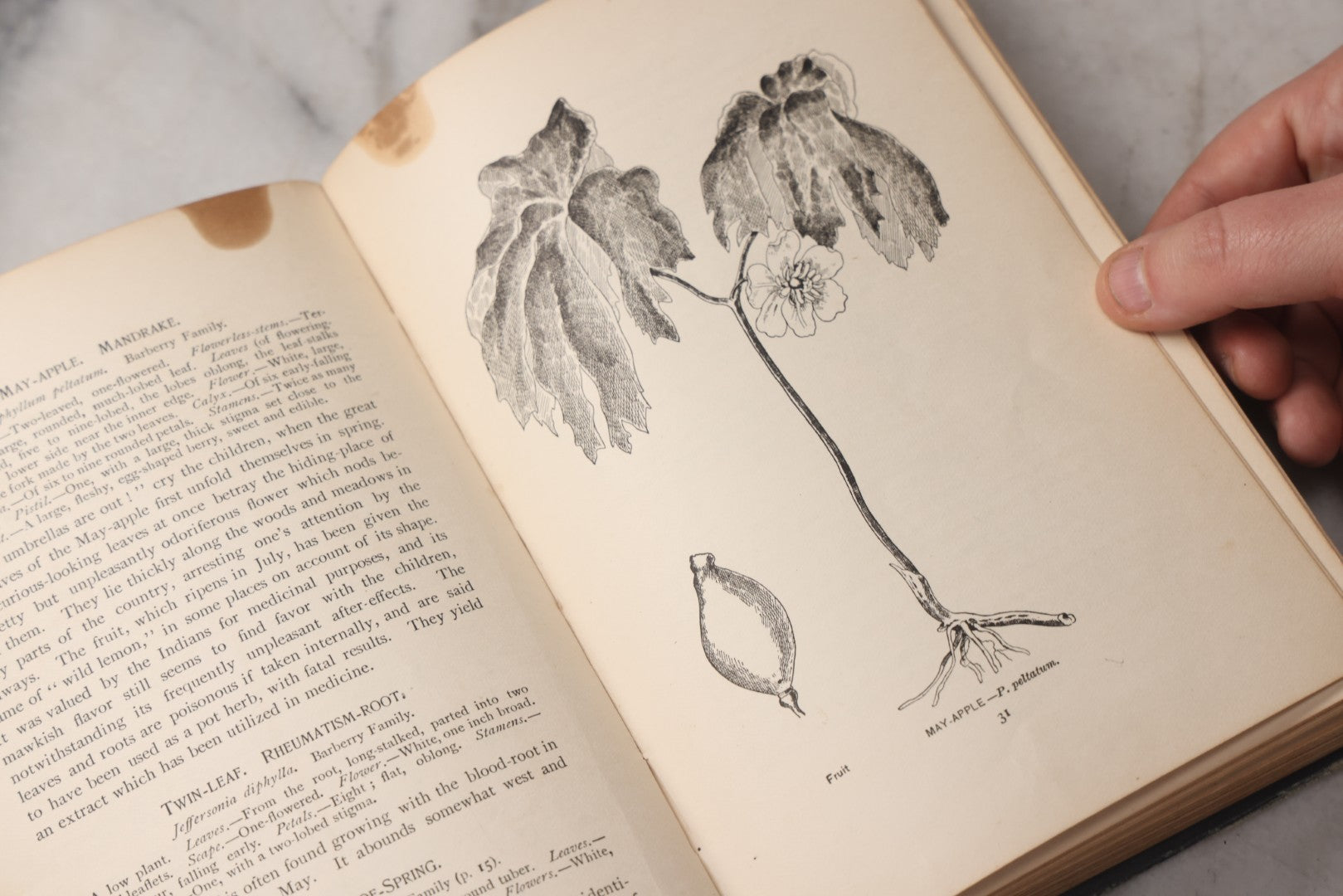 Lot 073 - "How To Know The Wild Flowers" Antique Botanical Field Guide By Mrs. William Starr Dana, Illustrated By Marion Satterlee, Published By Charles Scribner's Sons, New York, 1894