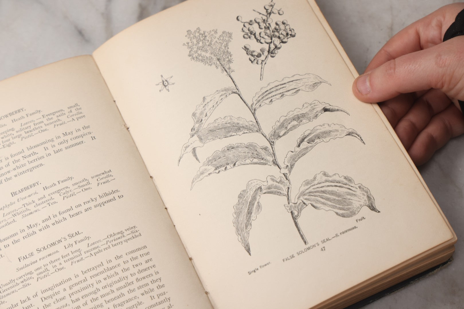 Lot 073 - "How To Know The Wild Flowers" Antique Botanical Field Guide By Mrs. William Starr Dana, Illustrated By Marion Satterlee, Published By Charles Scribner's Sons, New York, 1894