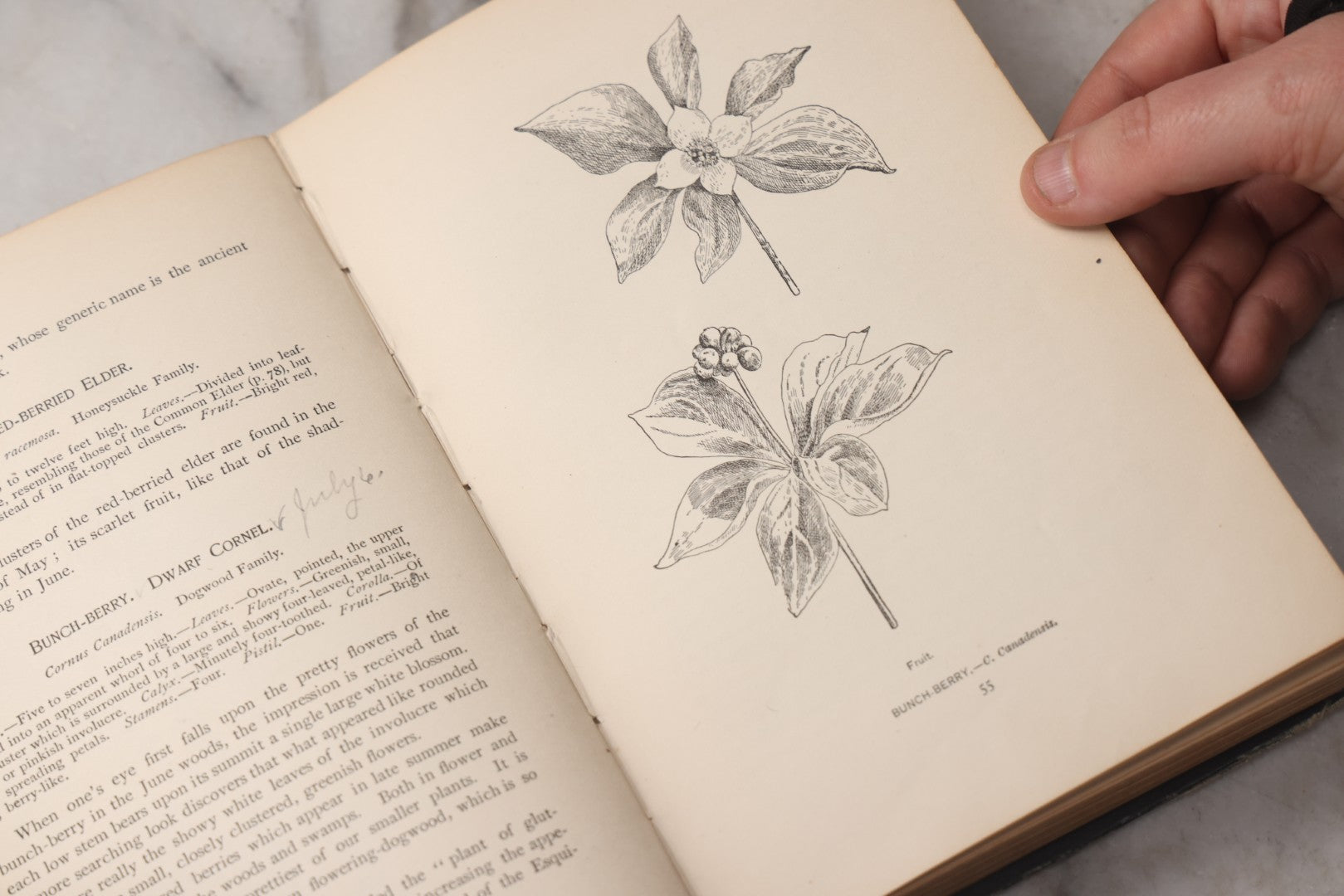 Lot 073 - "How To Know The Wild Flowers" Antique Botanical Field Guide By Mrs. William Starr Dana, Illustrated By Marion Satterlee, Published By Charles Scribner's Sons, New York, 1894