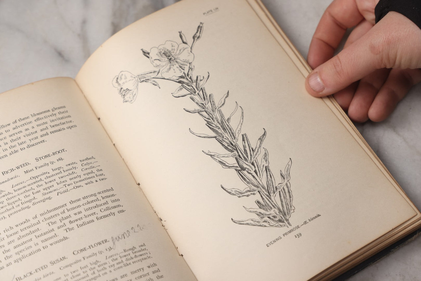 Lot 073 - "How To Know The Wild Flowers" Antique Botanical Field Guide By Mrs. William Starr Dana, Illustrated By Marion Satterlee, Published By Charles Scribner's Sons, New York, 1894