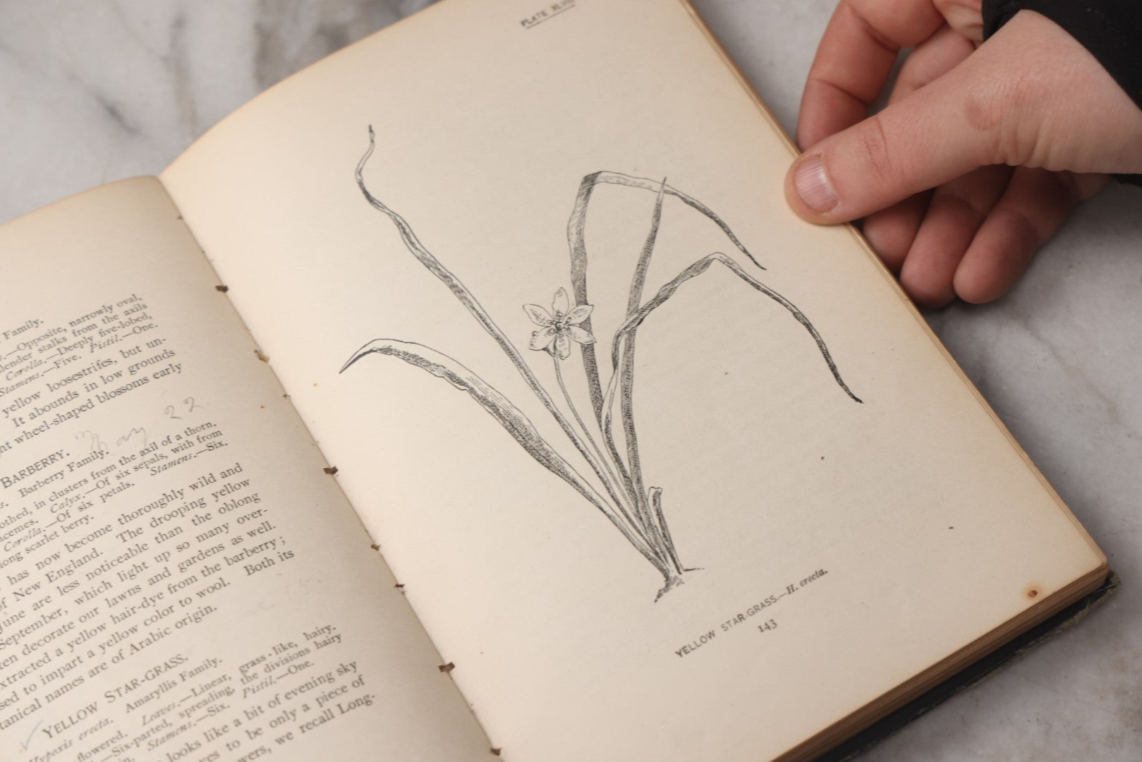 Lot 073 - "How To Know The Wild Flowers" Antique Botanical Field Guide By Mrs. William Starr Dana, Illustrated By Marion Satterlee, Published By Charles Scribner's Sons, New York, 1894