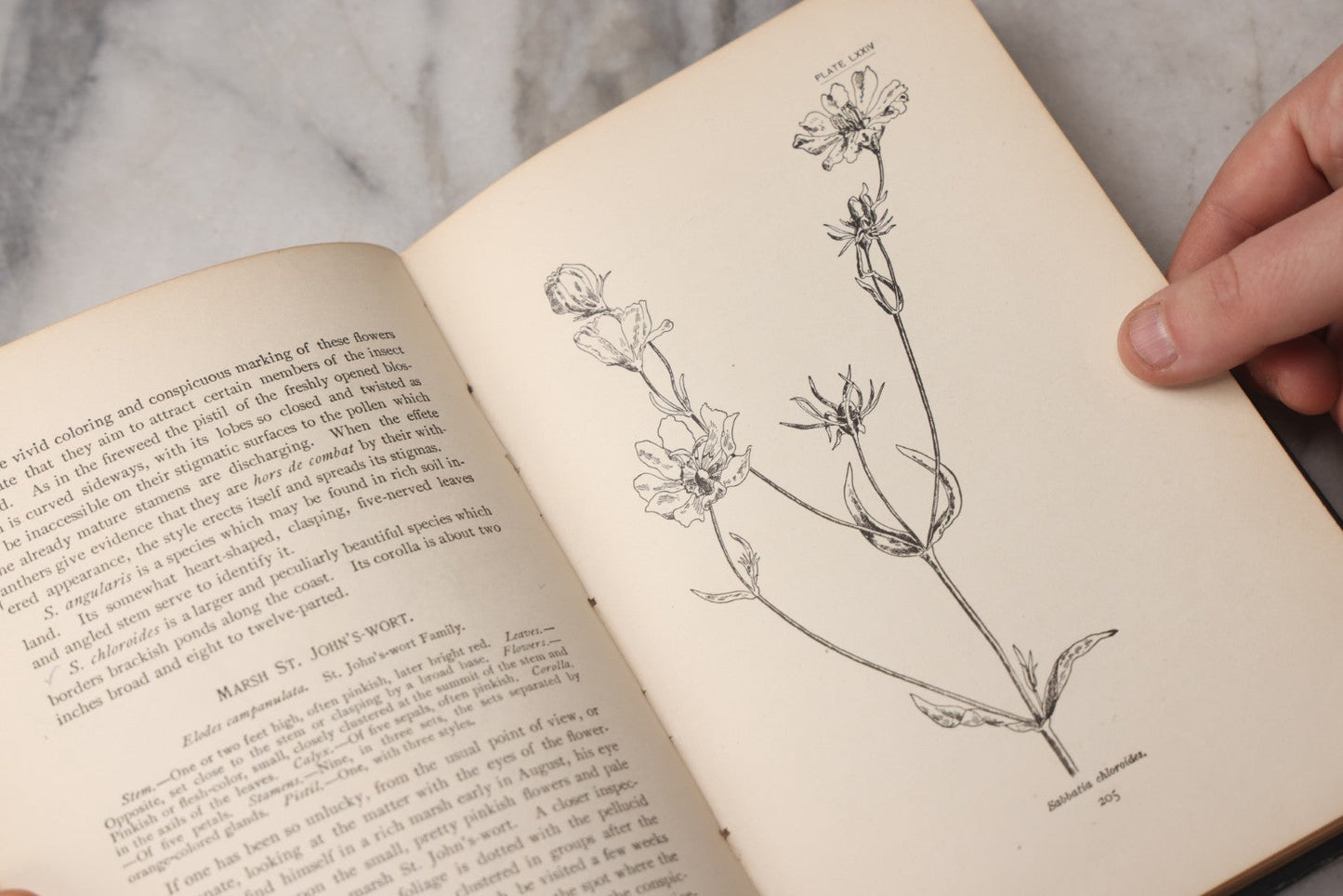 Lot 073 - "How To Know The Wild Flowers" Antique Botanical Field Guide By Mrs. William Starr Dana, Illustrated By Marion Satterlee, Published By Charles Scribner's Sons, New York, 1894