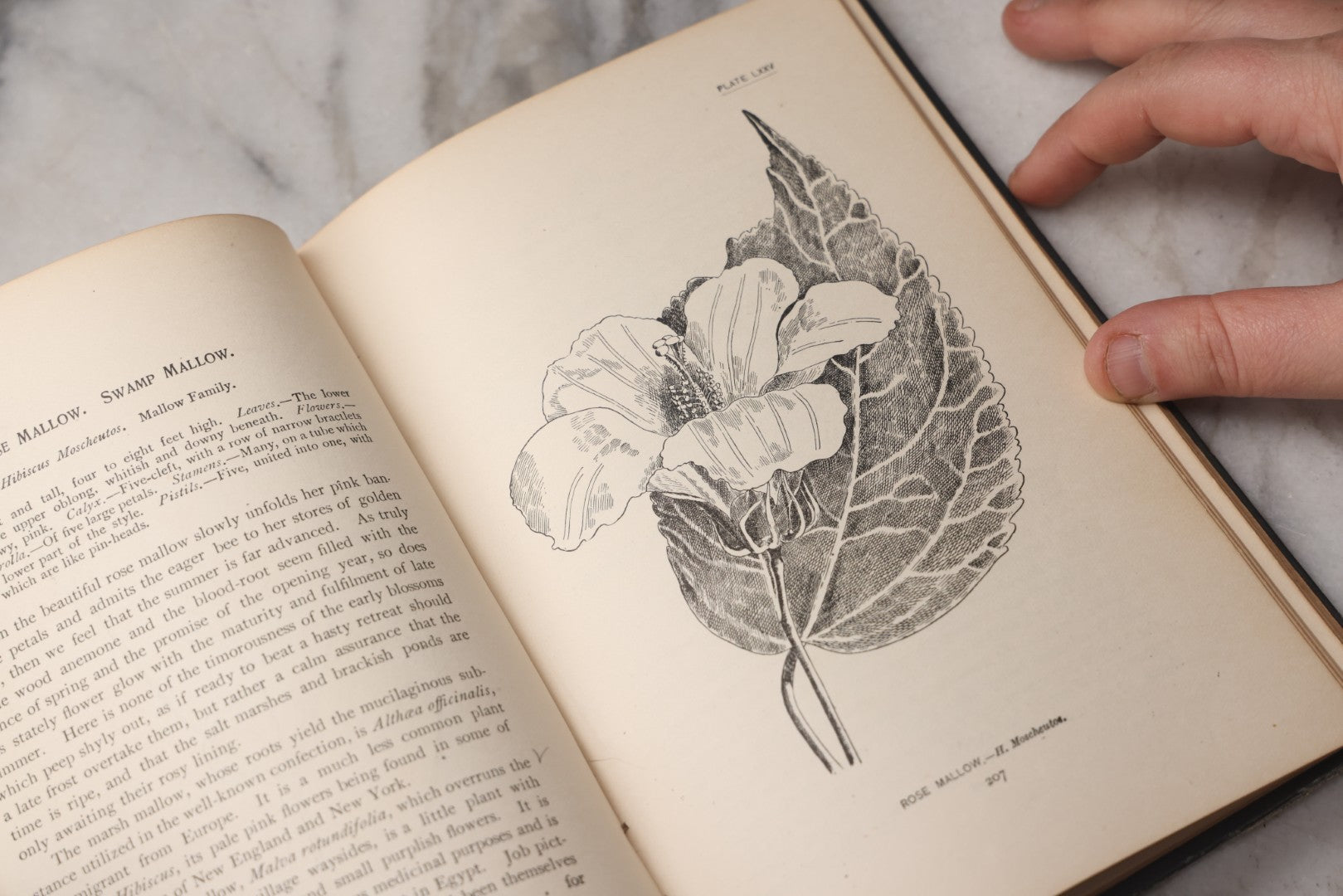 Lot 073 - "How To Know The Wild Flowers" Antique Botanical Field Guide By Mrs. William Starr Dana, Illustrated By Marion Satterlee, Published By Charles Scribner's Sons, New York, 1894