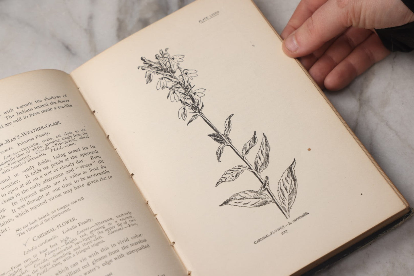 Lot 073 - "How To Know The Wild Flowers" Antique Botanical Field Guide By Mrs. William Starr Dana, Illustrated By Marion Satterlee, Published By Charles Scribner's Sons, New York, 1894