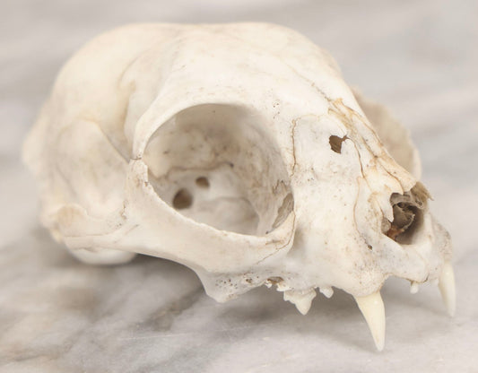 Lot 138 - Cat Skull Upper Portion With Partial Dentition And Bone Loss