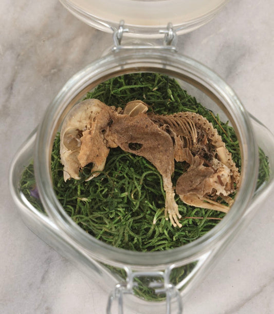 Lot 139 - Modern Taxidermy Oddity Display Jar Containing Mummified Rodent Remains With Faux Moss Fill