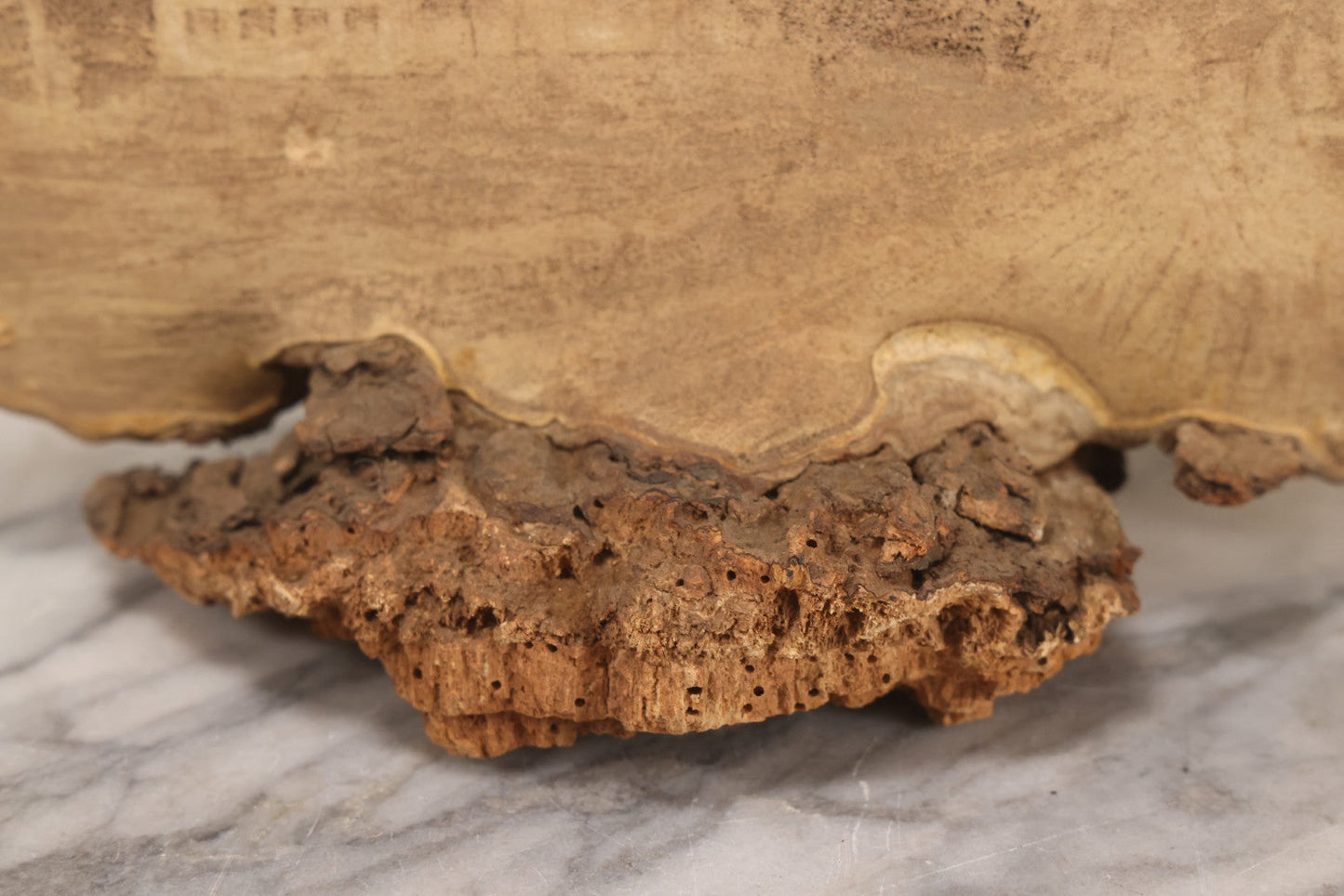 Lot 007 - Antique 19th Century Stipple-Pyrography Mushroom Fungus Art With New England Village Scene On Wooden Branch Base, 10" H