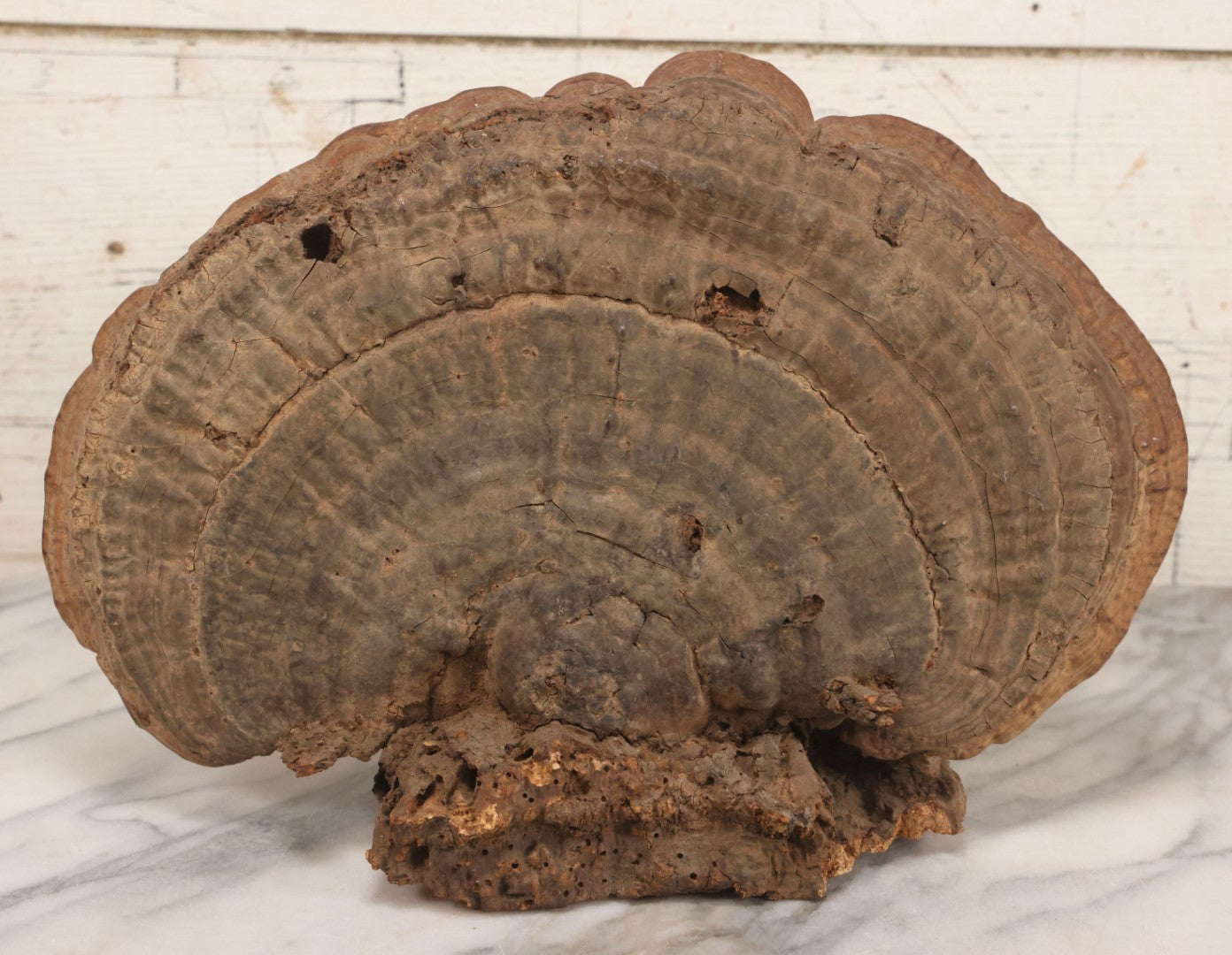 Lot 007 - Antique 19th Century Stipple-Pyrography Mushroom Fungus Art With New England Village Scene On Wooden Branch Base, 10" H