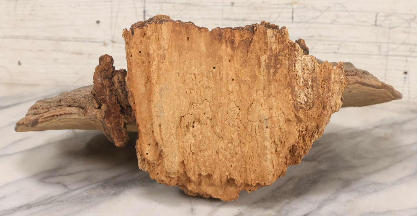 Lot 007 - Antique 19th Century Stipple-Pyrography Mushroom Fungus Art With New England Village Scene On Wooden Branch Base, 10" H