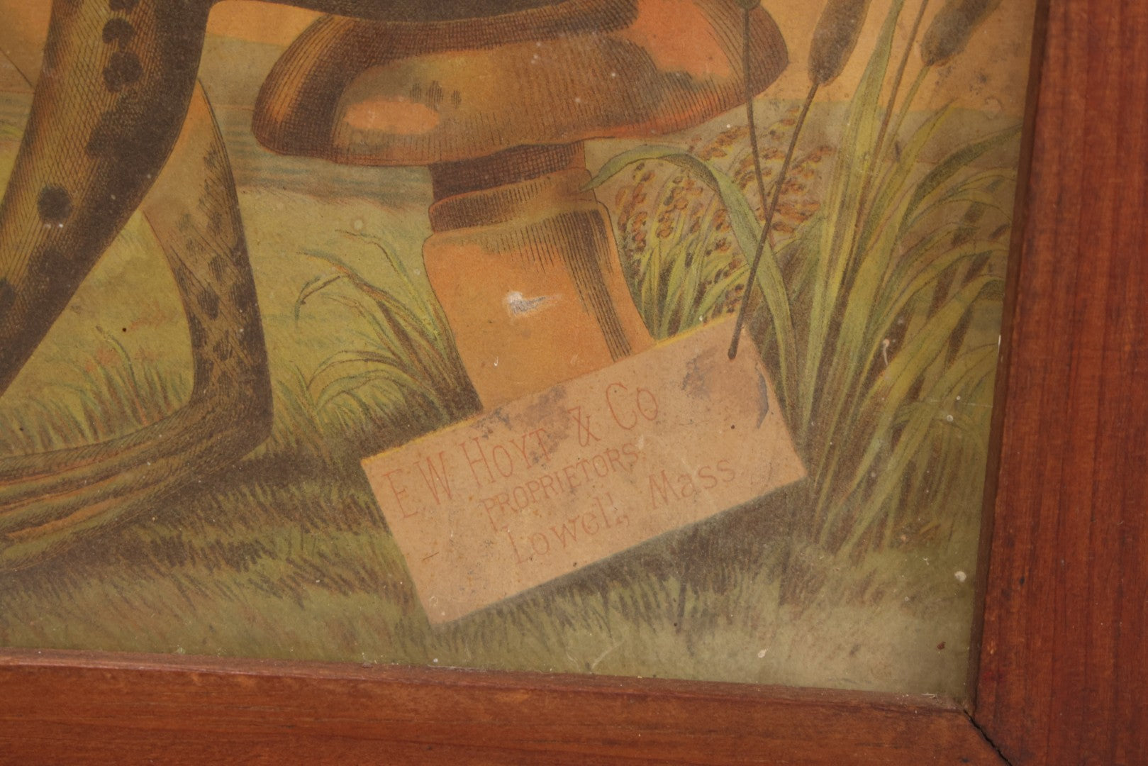 Lot 020 - Antique Hoyt's German Cologne Chromolithograph Advertising With Anthropomorphic Frog Sprinkling Flowers, E. W. Hoyt & Co., Lowell, Massachusetts, In Shadowbox Frame, 13-1/4" x 15-5/8"