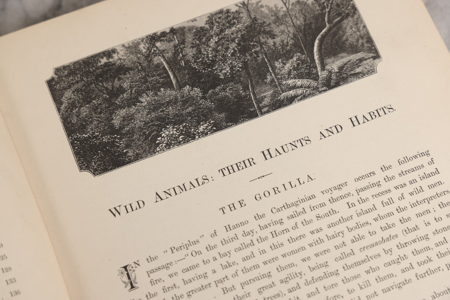 Lot 022 - “Wild Animals And Birds: Their Haunts And Habits” Antique Illustrated Natural History Book By Dr. Andrew Wilson With 40+ Full Plate Engraved Illustrations, Published By Cassell, Petter, Galpin & Co., 1882