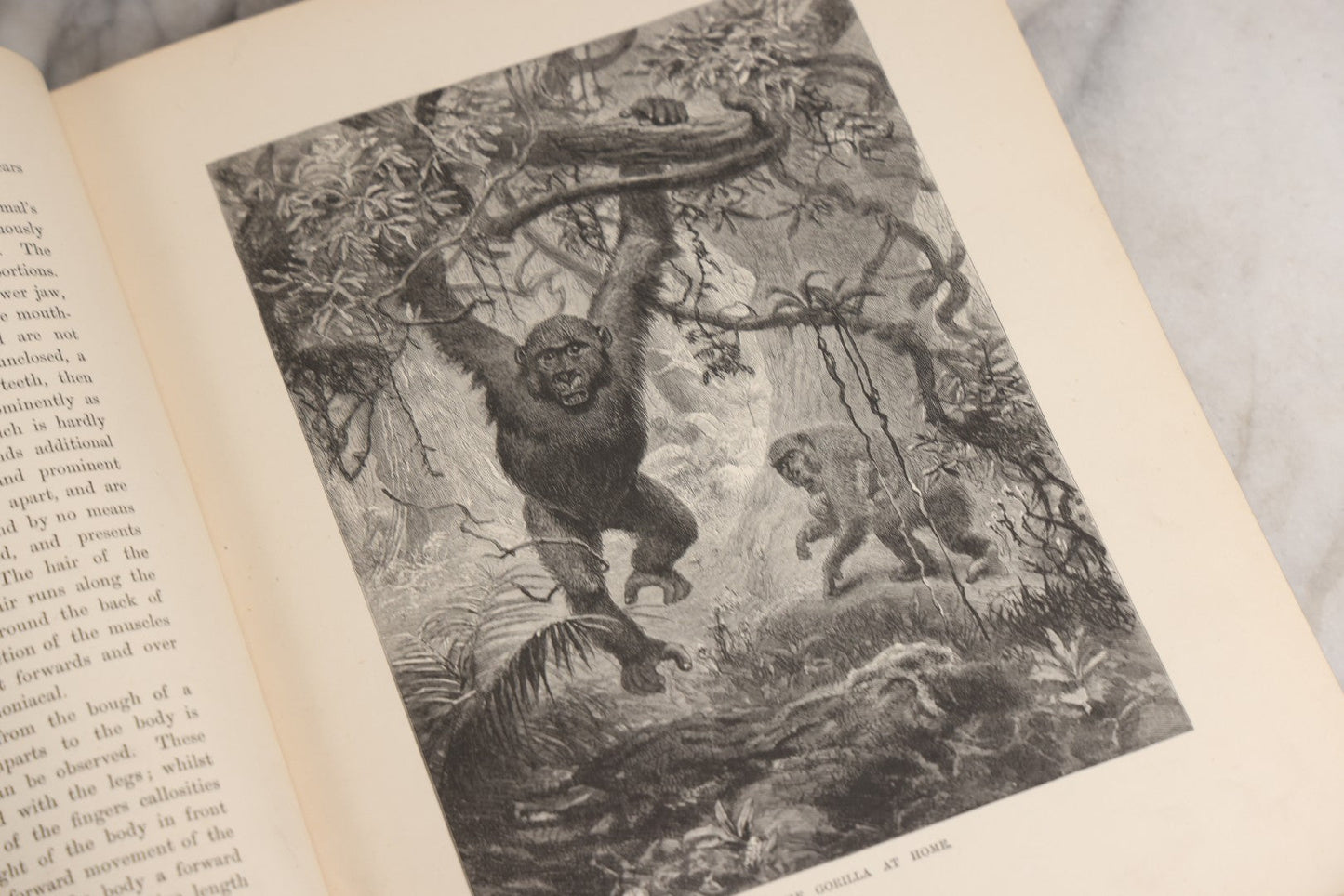 Lot 022 - “Wild Animals And Birds: Their Haunts And Habits” Antique Illustrated Natural History Book By Dr. Andrew Wilson With 40+ Full Plate Engraved Illustrations, Published By Cassell, Petter, Galpin & Co., 1882