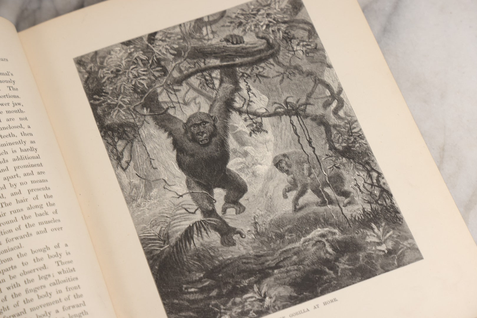 Lot 022 - “Wild Animals And Birds: Their Haunts And Habits” Antique Illustrated Natural History Book By Dr. Andrew Wilson With 40+ Full Plate Engraved Illustrations, Published By Cassell, Petter, Galpin & Co., 1882