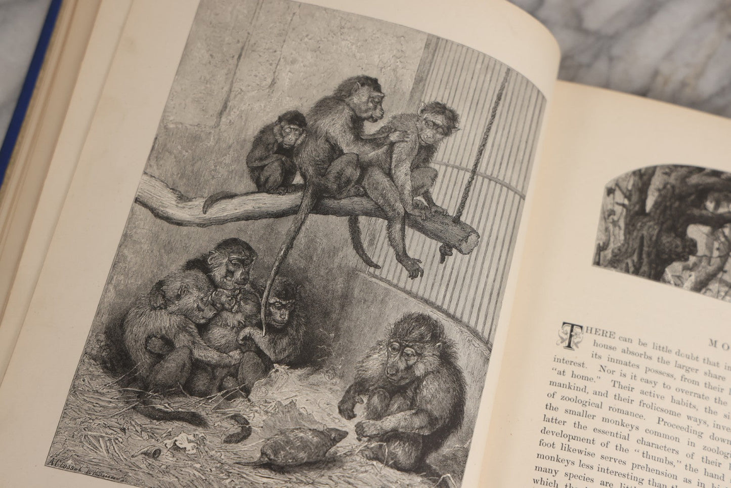 Lot 022 - “Wild Animals And Birds: Their Haunts And Habits” Antique Illustrated Natural History Book By Dr. Andrew Wilson With 40+ Full Plate Engraved Illustrations, Published By Cassell, Petter, Galpin & Co., 1882