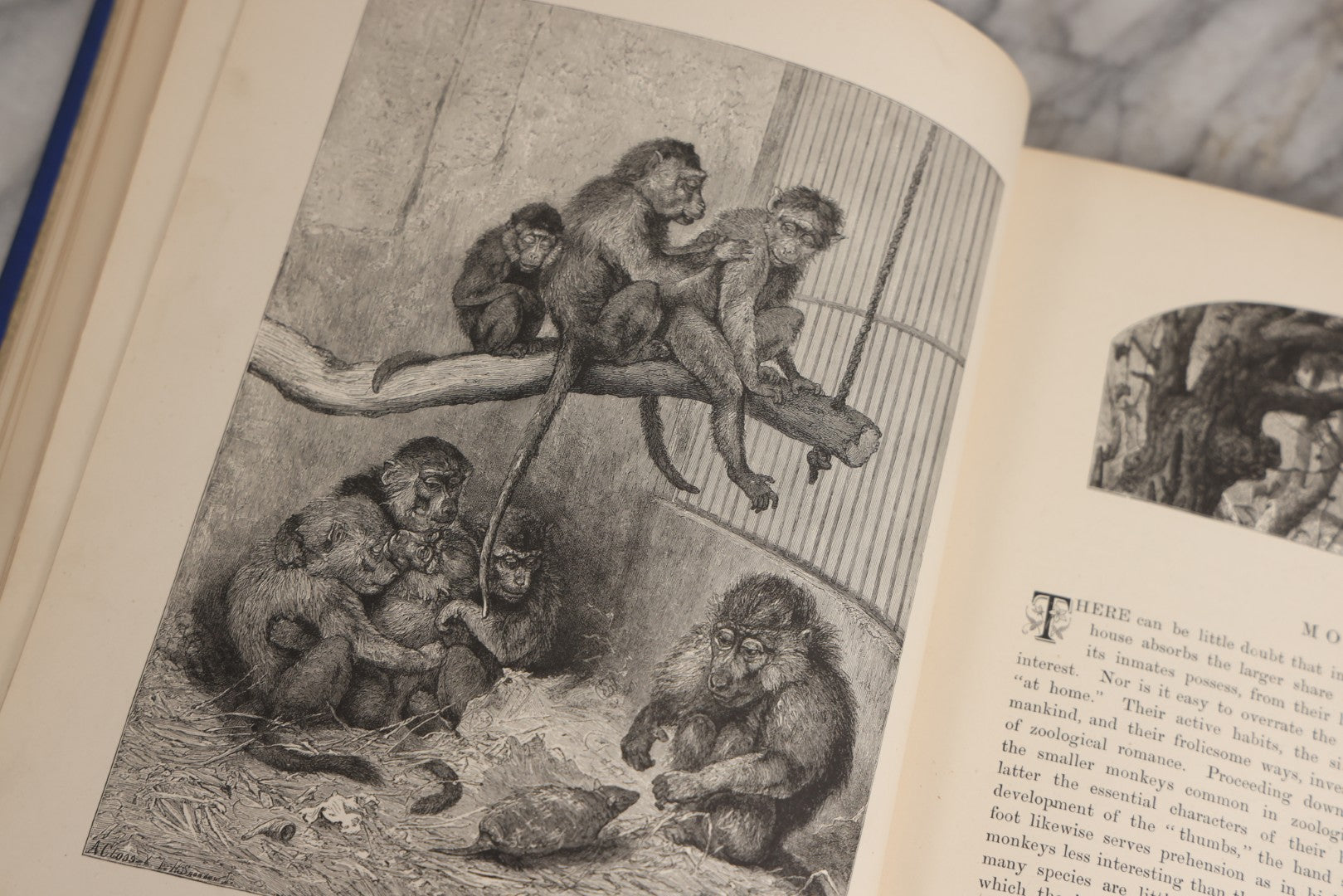 Lot 022 - “Wild Animals And Birds: Their Haunts And Habits” Antique Illustrated Natural History Book By Dr. Andrew Wilson With 40+ Full Plate Engraved Illustrations, Published By Cassell, Petter, Galpin & Co., 1882