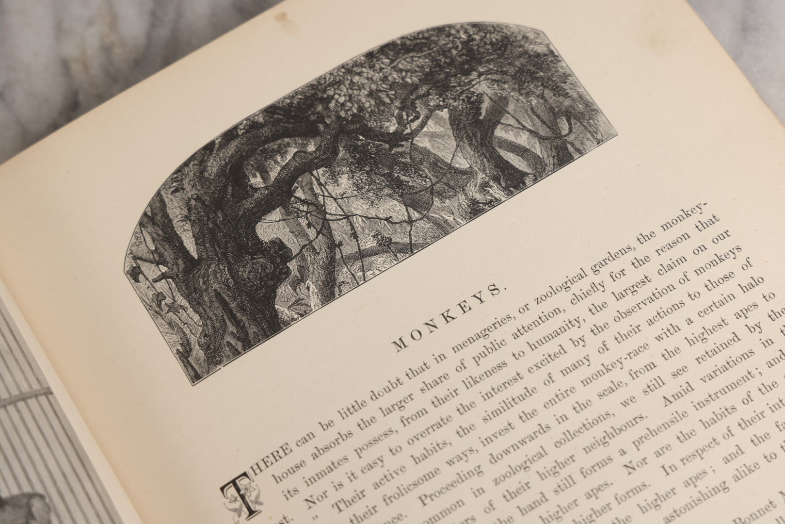 Lot 022 - “Wild Animals And Birds: Their Haunts And Habits” Antique Illustrated Natural History Book By Dr. Andrew Wilson With 40+ Full Plate Engraved Illustrations, Published By Cassell, Petter, Galpin & Co., 1882