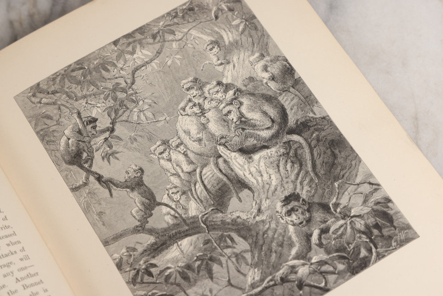 Lot 022 - “Wild Animals And Birds: Their Haunts And Habits” Antique Illustrated Natural History Book By Dr. Andrew Wilson With 40+ Full Plate Engraved Illustrations, Published By Cassell, Petter, Galpin & Co., 1882