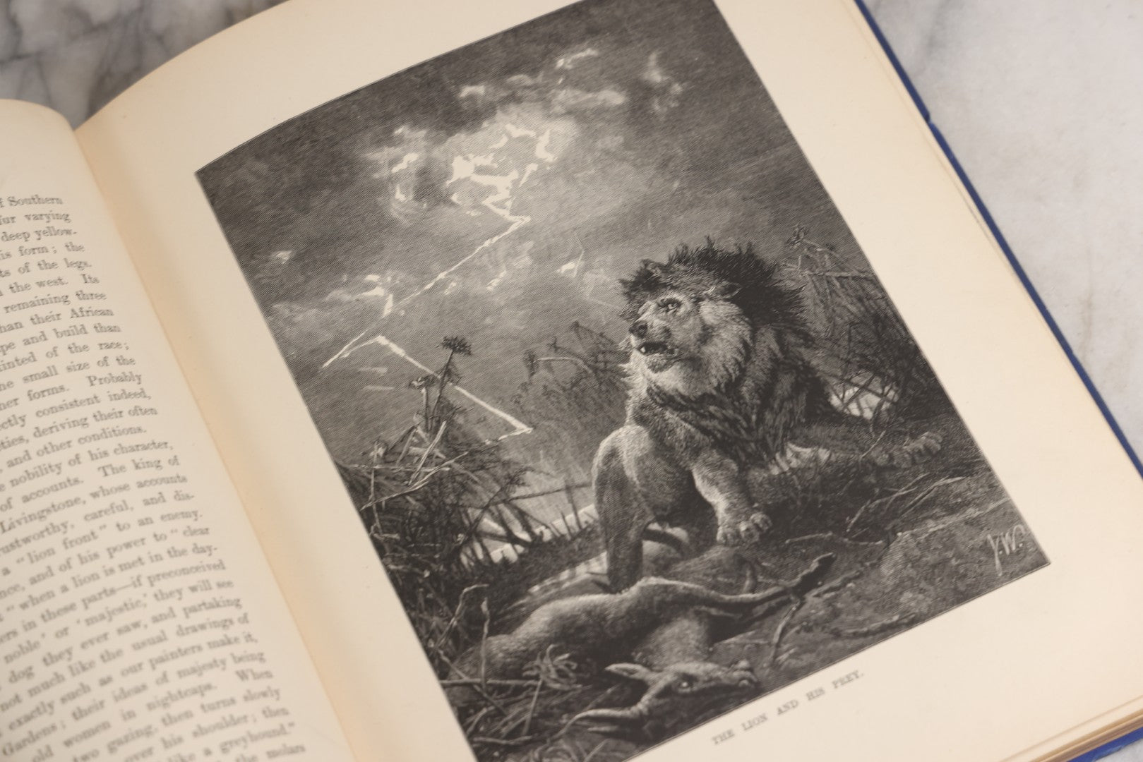 Lot 022 - “Wild Animals And Birds: Their Haunts And Habits” Antique Illustrated Natural History Book By Dr. Andrew Wilson With 40+ Full Plate Engraved Illustrations, Published By Cassell, Petter, Galpin & Co., 1882