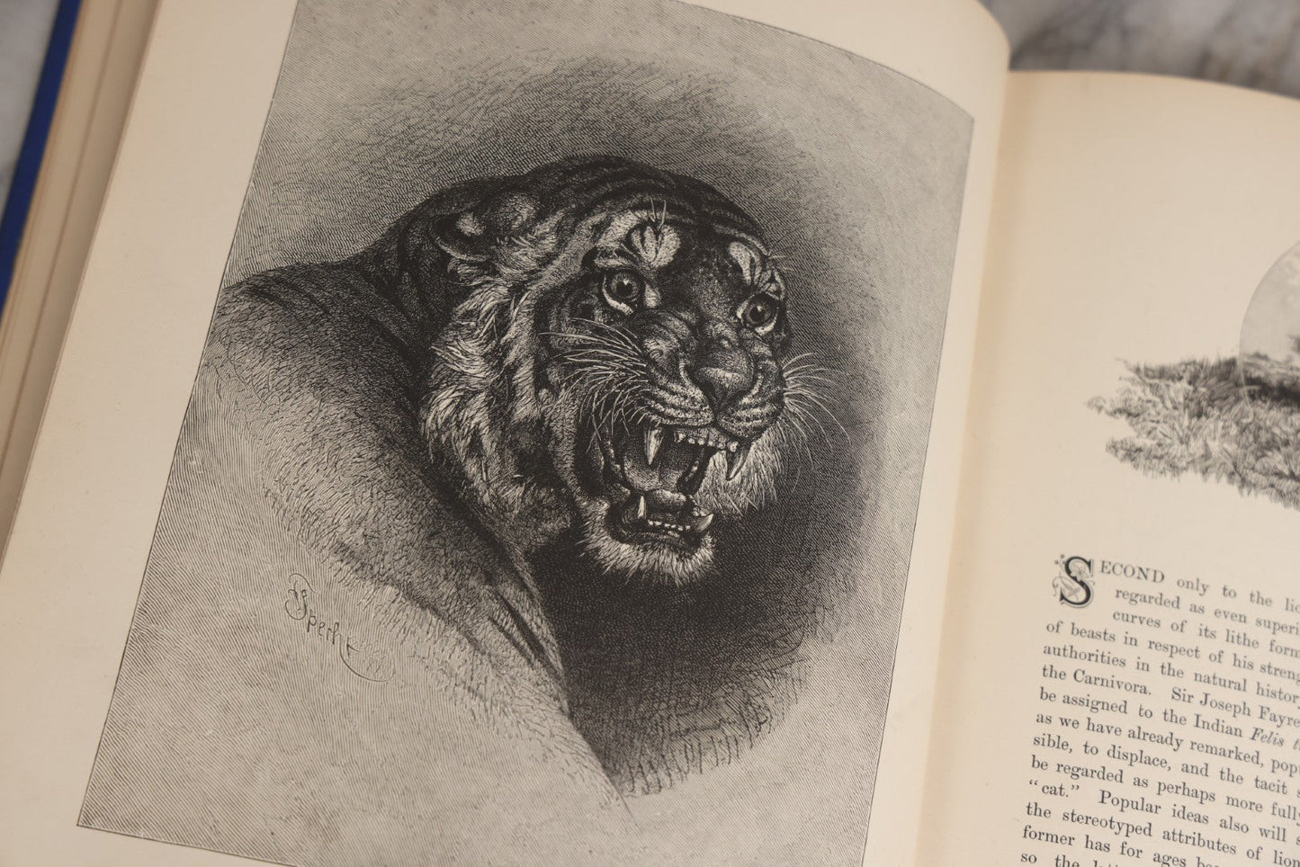 Lot 022 - “Wild Animals And Birds: Their Haunts And Habits” Antique Illustrated Natural History Book By Dr. Andrew Wilson With 40+ Full Plate Engraved Illustrations, Published By Cassell, Petter, Galpin & Co., 1882