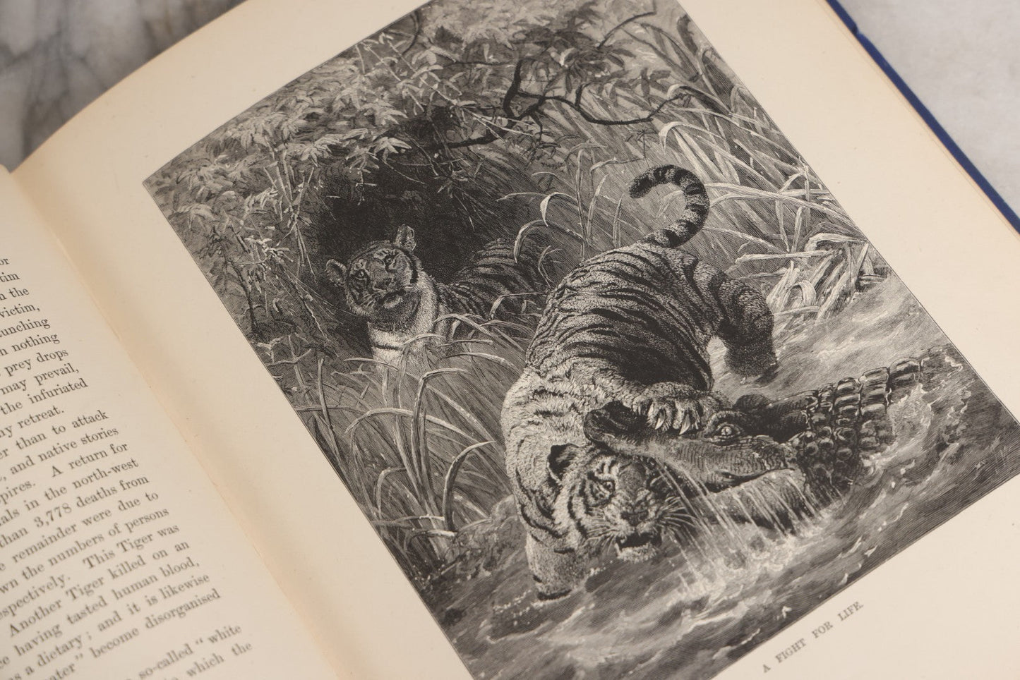 Lot 022 - “Wild Animals And Birds: Their Haunts And Habits” Antique Illustrated Natural History Book By Dr. Andrew Wilson With 40+ Full Plate Engraved Illustrations, Published By Cassell, Petter, Galpin & Co., 1882