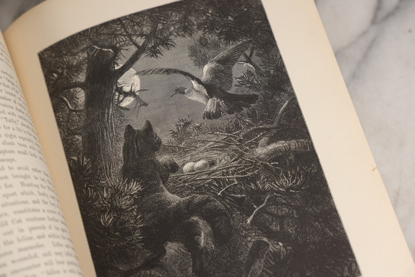Lot 022 - “Wild Animals And Birds: Their Haunts And Habits” Antique Illustrated Natural History Book By Dr. Andrew Wilson With 40+ Full Plate Engraved Illustrations, Published By Cassell, Petter, Galpin & Co., 1882