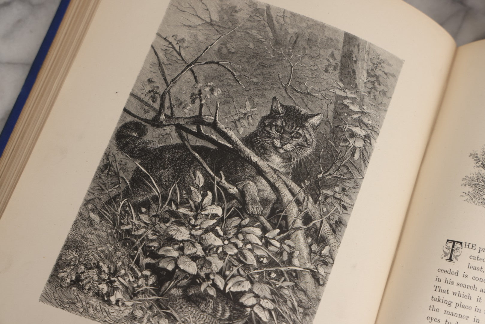 Lot 022 - “Wild Animals And Birds: Their Haunts And Habits” Antique Illustrated Natural History Book By Dr. Andrew Wilson With 40+ Full Plate Engraved Illustrations, Published By Cassell, Petter, Galpin & Co., 1882