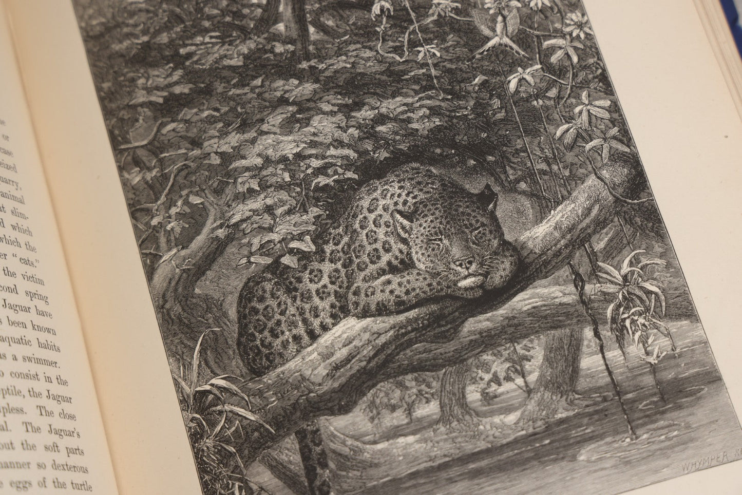 Lot 022 - “Wild Animals And Birds: Their Haunts And Habits” Antique Illustrated Natural History Book By Dr. Andrew Wilson With 40+ Full Plate Engraved Illustrations, Published By Cassell, Petter, Galpin & Co., 1882