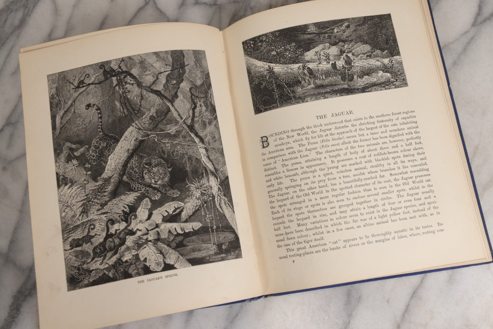 Lot 022 - “Wild Animals And Birds: Their Haunts And Habits” Antique Illustrated Natural History Book By Dr. Andrew Wilson With 40+ Full Plate Engraved Illustrations, Published By Cassell, Petter, Galpin & Co., 1882