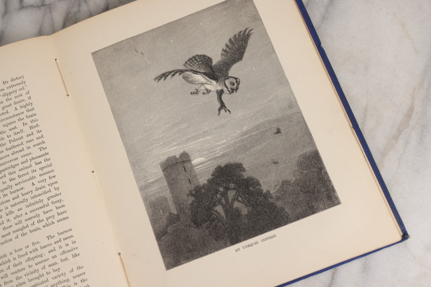 Lot 022 - “Wild Animals And Birds: Their Haunts And Habits” Antique Illustrated Natural History Book By Dr. Andrew Wilson With 40+ Full Plate Engraved Illustrations, Published By Cassell, Petter, Galpin & Co., 1882