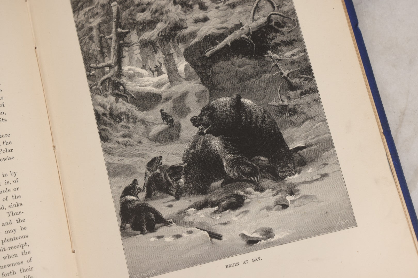 Lot 022 - “Wild Animals And Birds: Their Haunts And Habits” Antique Illustrated Natural History Book By Dr. Andrew Wilson With 40+ Full Plate Engraved Illustrations, Published By Cassell, Petter, Galpin & Co., 1882