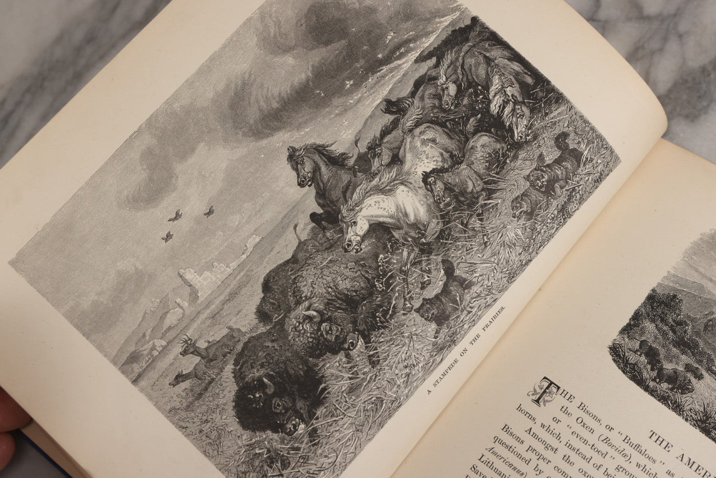 Lot 022 - “Wild Animals And Birds: Their Haunts And Habits” Antique Illustrated Natural History Book By Dr. Andrew Wilson With 40+ Full Plate Engraved Illustrations, Published By Cassell, Petter, Galpin & Co., 1882