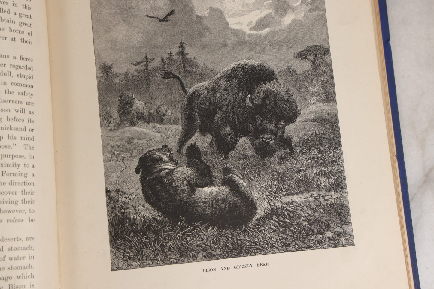 Lot 022 - “Wild Animals And Birds: Their Haunts And Habits” Antique Illustrated Natural History Book By Dr. Andrew Wilson With 40+ Full Plate Engraved Illustrations, Published By Cassell, Petter, Galpin & Co., 1882