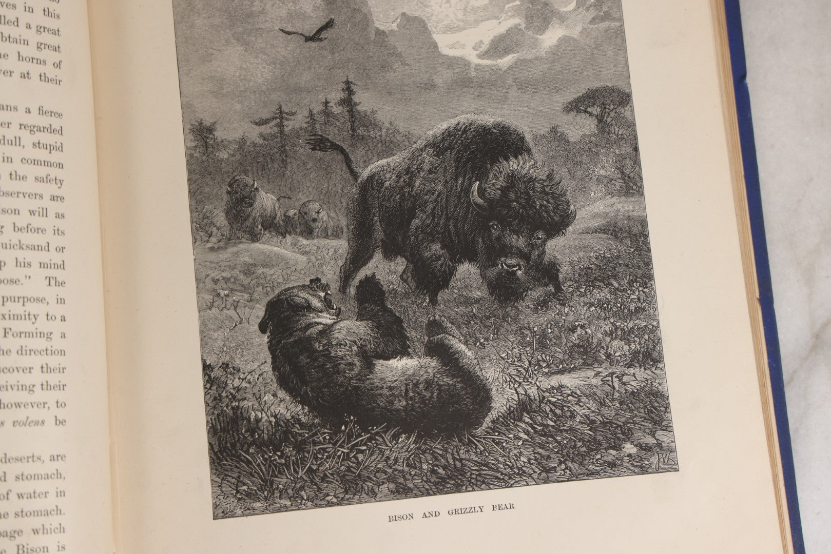 Lot 022 - “Wild Animals And Birds: Their Haunts And Habits” Antique Illustrated Natural History Book By Dr. Andrew Wilson With 40+ Full Plate Engraved Illustrations, Published By Cassell, Petter, Galpin & Co., 1882