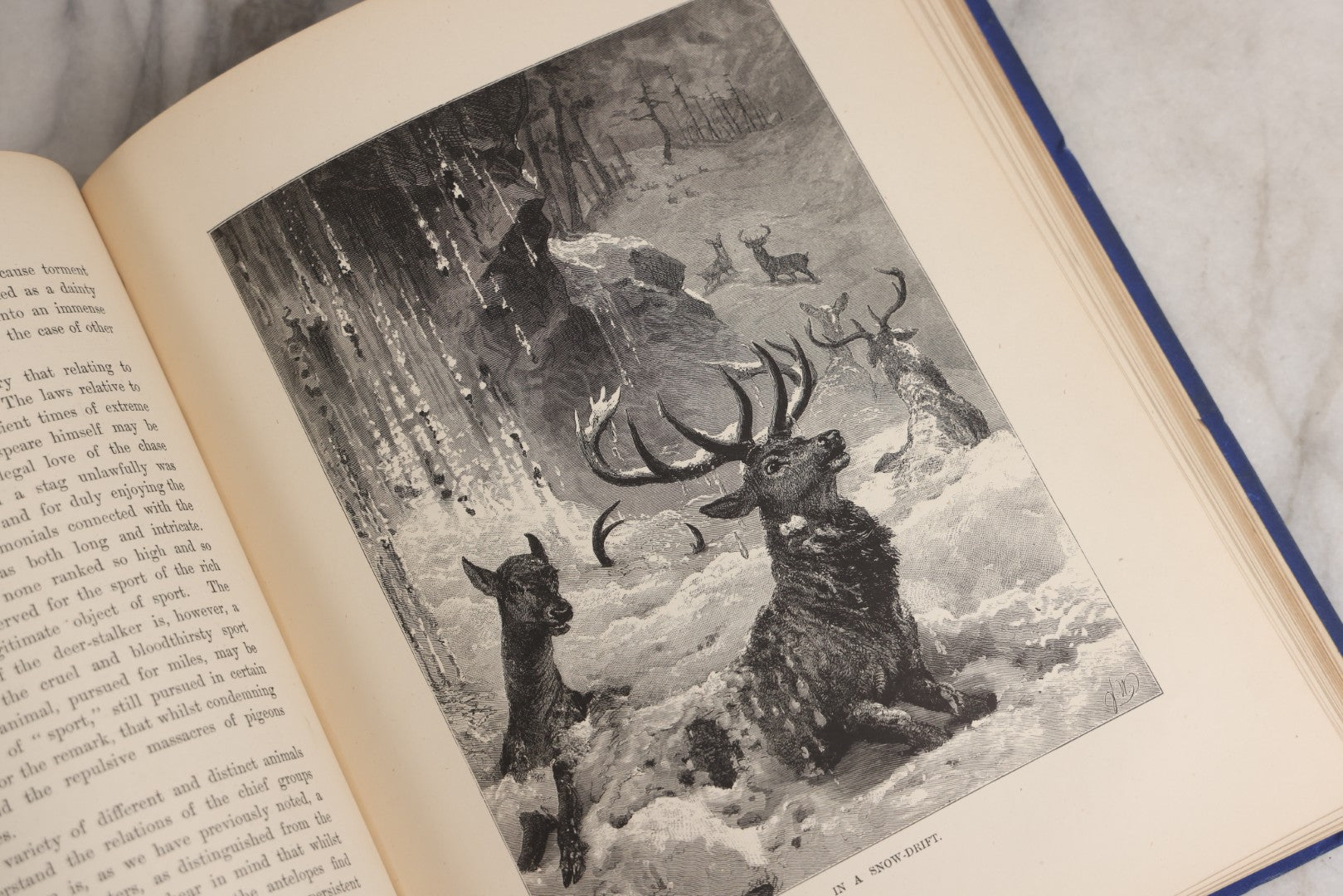 Lot 022 - “Wild Animals And Birds: Their Haunts And Habits” Antique Illustrated Natural History Book By Dr. Andrew Wilson With 40+ Full Plate Engraved Illustrations, Published By Cassell, Petter, Galpin & Co., 1882